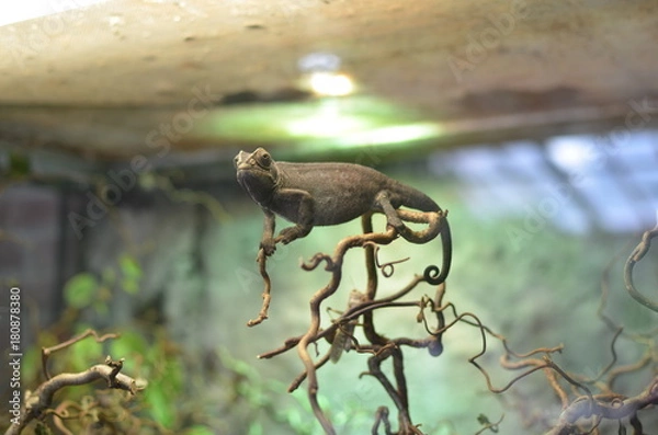 Obraz Eidechse auf Ast