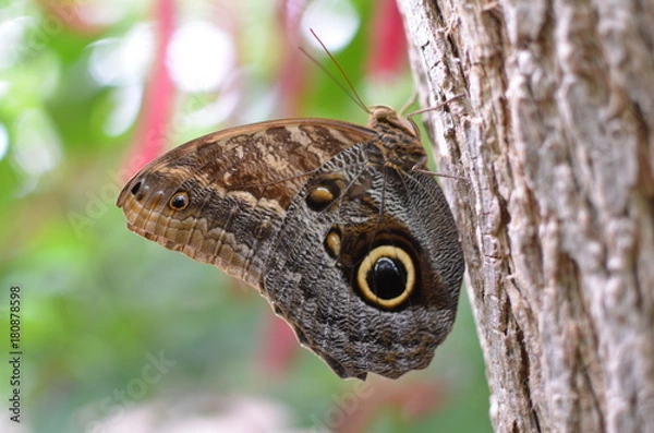 Obraz Schmetterling mit Augen