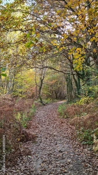 Fototapeta Promenade dans la forêt de Rambouillet à l'automne (France)