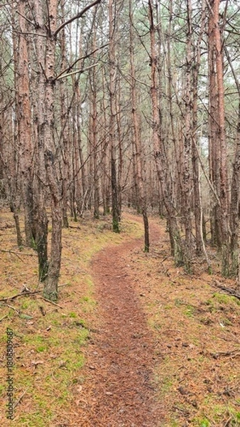 Fototapeta Promenade dans une jolie sapinière de la forêt de Rambouillet (Île-de-France)
