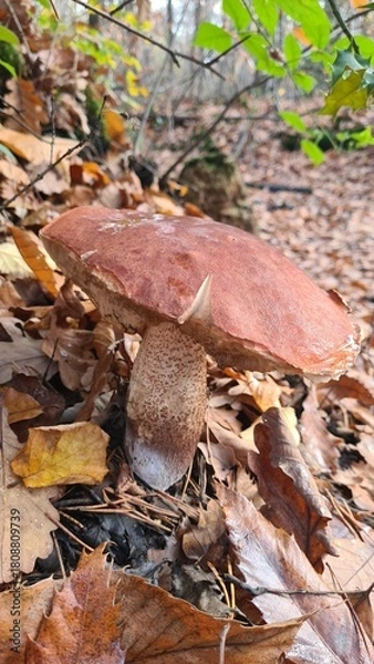 Fototapeta Un énorme bolet orangé (Leccinum Versipelle) poussant une forêt de châtaigniers (Vallée de Chevreuse)