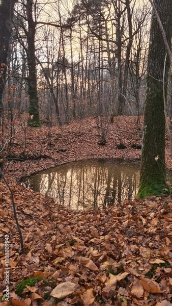 Fototapeta Les beaux paysages d'une forêt de la vallée de Chevreuse à l'automne à la tombée du jour