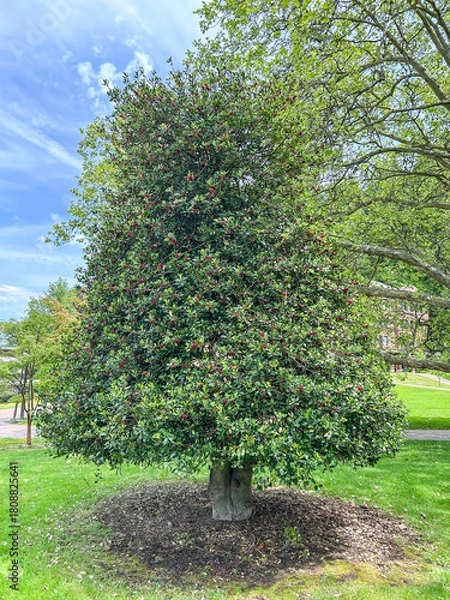 Obraz American Holly Tree in Summer