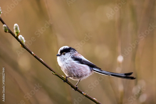Obraz Mésange à longue queue sur une branche