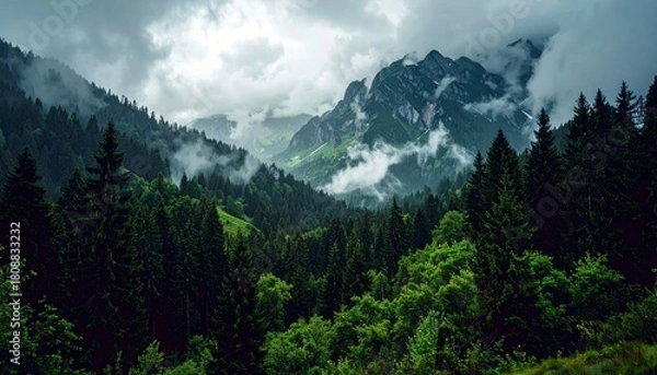 Fototapeta A dramatic mountain landscape with dark, misty clouds partially obscuring the peaks, above a lush, dark green pine forest.