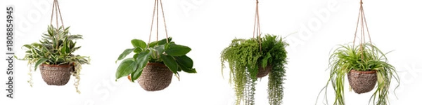 Fototapeta Hanging green plants isolated on transparent background