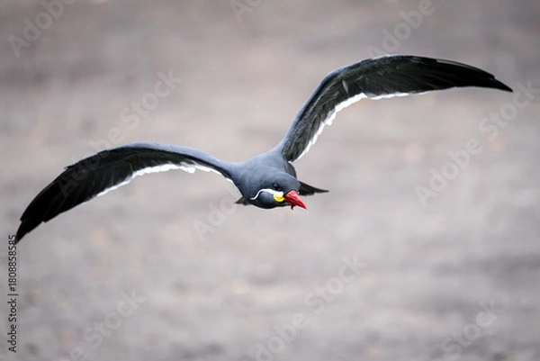 Obraz Inca tern (Larosterna inca)