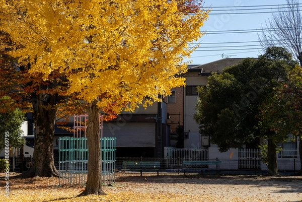Obraz 黄色く紅葉した公園のイチョウの木