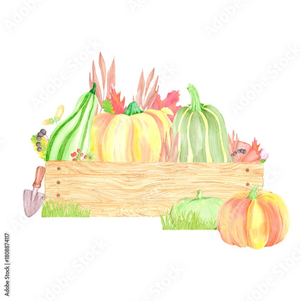 Fototapeta Hand drawn watercolor pumpkins berries and leaves in wooden box composition. Illustration isolated on white background. Can be used for postcard, label and other printed products.