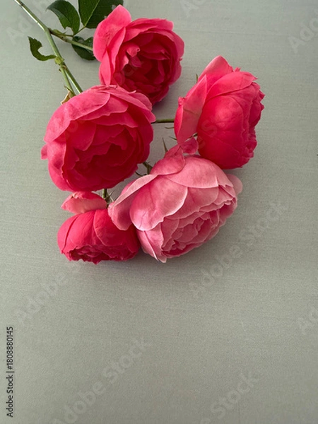 Fototapeta Lush pink roses on olive-gray, elegant fabric surface in soft light. Vertical floral background with space for text. Morning festive moment. Romantic atmosphere with flowers in crimson red color