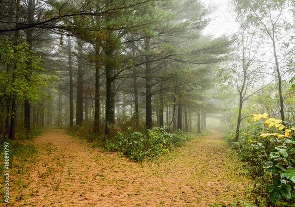 Obraz forest mist rainforest 