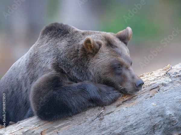 Fototapeta Braunbär