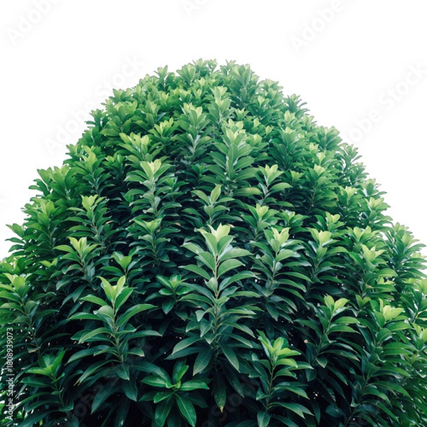 Fototapeta A lush green dense bush with vibrant leaves against a stark black background showcasing intricate textures and patterns of foliage
