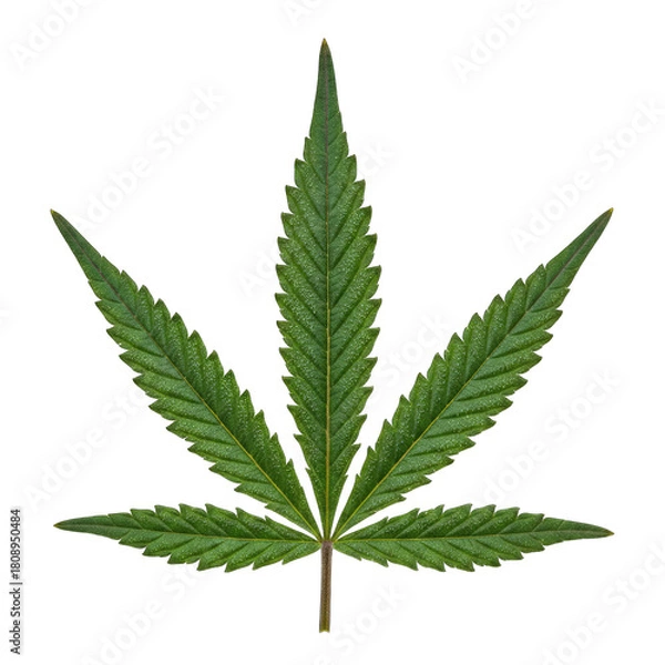 Fototapeta A single green cannabis leaf with sparkling water droplets isolated on a transparent black background showcasing detailed venation and serrated edges with a macro view