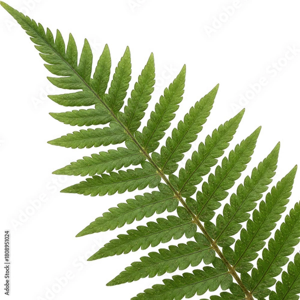 Fototapeta A Single Green Fern Leaf Detailed With Tiny Water Droplets Against A Black Background With Soft Lighting