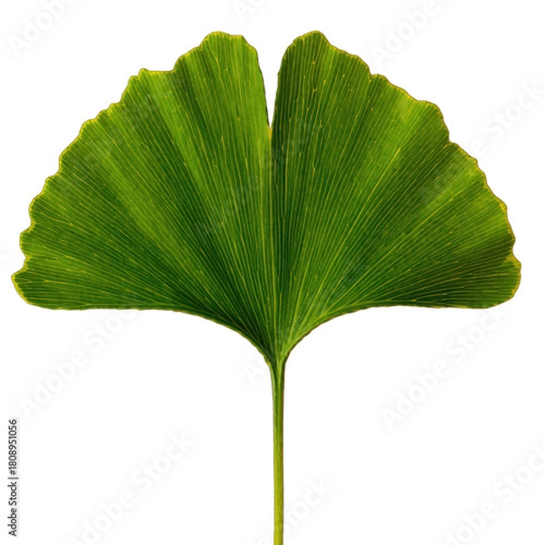 Fototapeta A Single Green Ginkgo Leaf with Yellow Veins Isolated on a Transparent Background