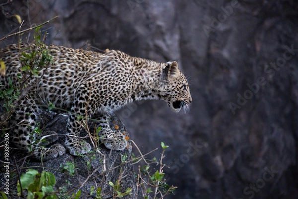 Fototapeta Młody lampart - Serengeti - Tanzania