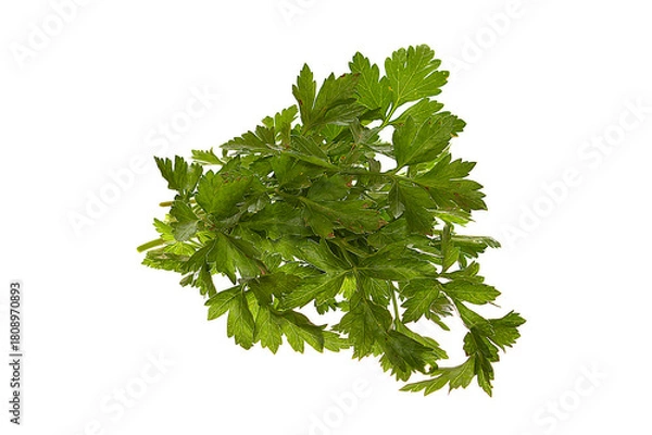 Obraz parsley isolated on white background