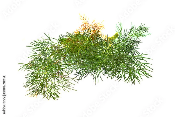Obraz dill isolated on white background