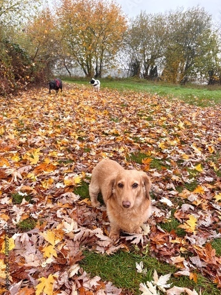 Obraz dogs in autumn leaves
