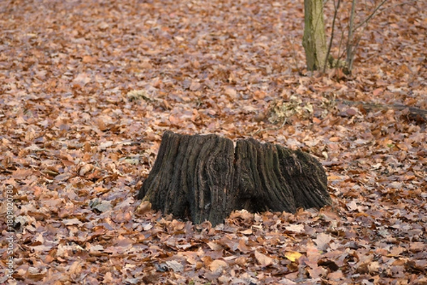 Fototapeta herbst scenery