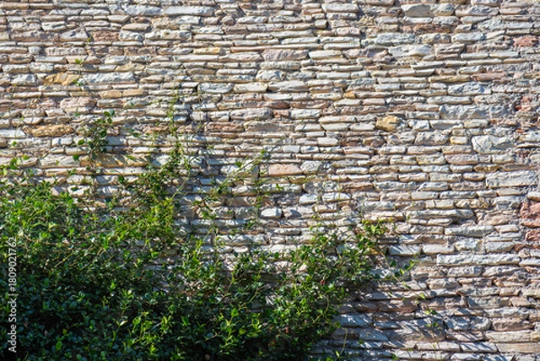 Fototapeta Weathered stone wall with a plant growing at its base and climbing part of the surface, showing natural texture, age, and organic detail in an outdoor setting, background, copy space