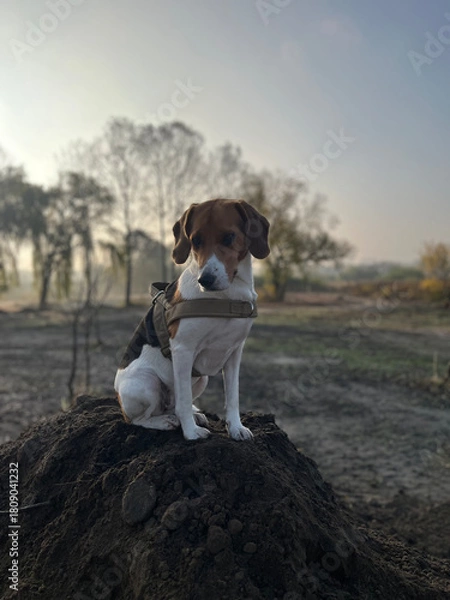 Fototapeta Two year old estonian hound dog sitting on the soil hill in the morning light