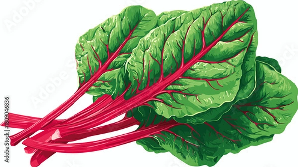 Obraz Vector illustration of fresh red chard isolated on a white background