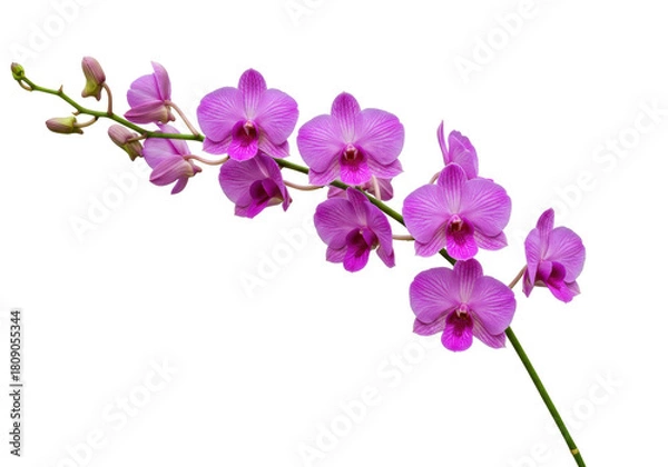 Obraz Isolated orchid branch featuring vibrant flowers and delicate petals, a botanical specimen