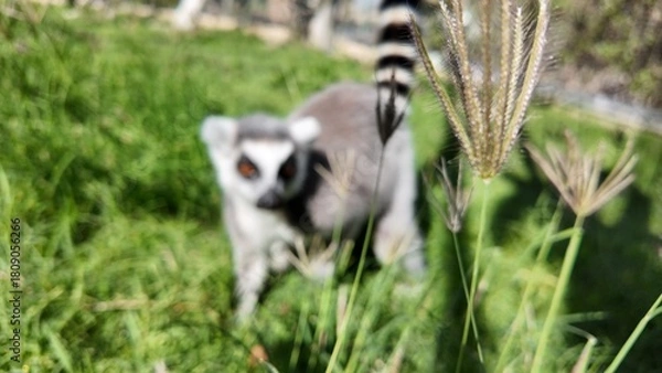 Fototapeta Defocus Photo of Three ring-tailed lemurs sitting on grass in a natural setting, displaying their distinctive striped tails and relaxed posture.