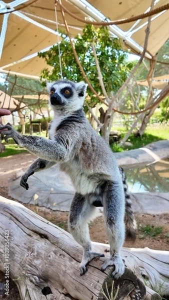 Fototapeta ring-tailed lemurs sitting on grass in a natural setting, displaying their distinctive striped tails and relaxed posture In Al Ain Zoo