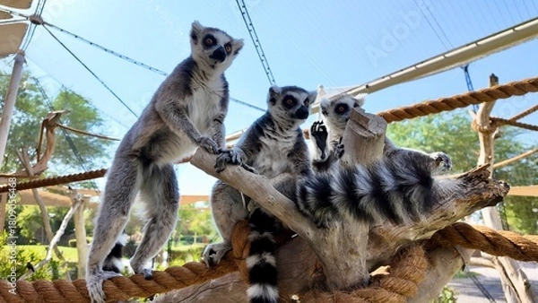 Fototapeta ring-tailed lemurs sitting on grass in a natural setting, displaying their distinctive striped tails and relaxed posture In Al Ain Zoo