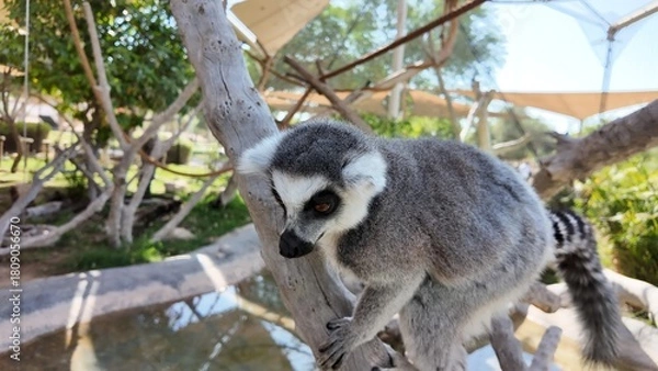 Fototapeta Defocus Photo of Three ring-tailed lemurs sitting on grass in a natural setting, displaying their distinctive striped tails and relaxed posture.