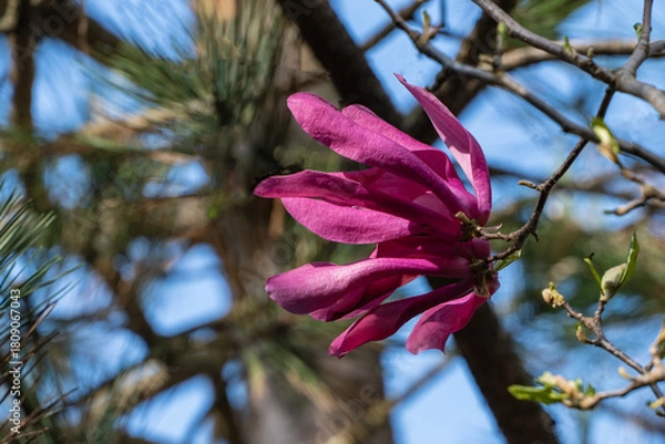 Fototapeta Vibrant pink Magnolia Susan (Magnolia liliiflora or Magnolia stellata) flowers  blossoms on tree branch, set against blurred background of greenery and blue sky. Nature concept for design