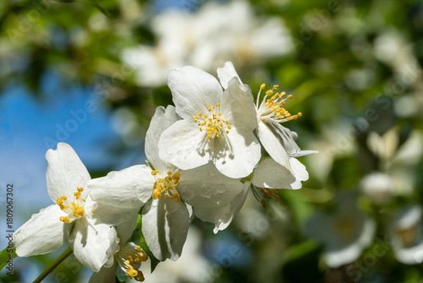 Fototapeta Jasmine flowers Philadelphus lewisii on bush with black background in garden. close-up. Selective focus. Amazingly natural composition. Natural flower landscape, fresh wallpaper