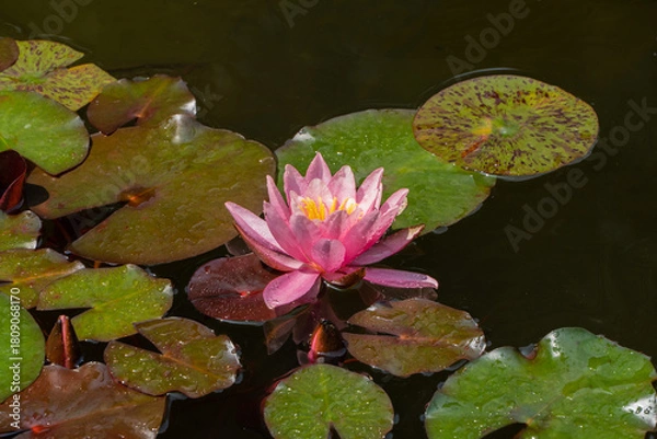 Fototapeta Vibrant pink water lily Perry's Orange Sunset with yellow center, surrounded by green leaves pads floating on dark water, creating serene and natural scene. Close up. Nature concept for design.