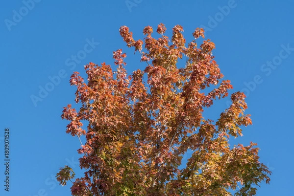Fototapeta Tall tree Acer saccharum or sugar maple with fiery red and orange leaves stands out against clear blue sky, surrounded by greenery. Clouds Park. Krasnodar City Park or Galitsky Park in Krasnoda