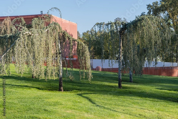 Fototapeta Unique landscape in Galitsky Park in Krasnodar: weeping Blue Atlas Cedar (Cedrus Atlantica Glauca trees) forming arches, creating dreamy, cloud-like tunnel, with buildings visible in background.
