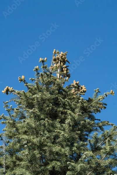Fototapeta Tall evergreen tree Abies concolor or white fir with green needles and clusters of light brown cones set against vibrant blue sky. Clouds Park. Krasnodar Public Park or Galitsky Park in Krasnodar.