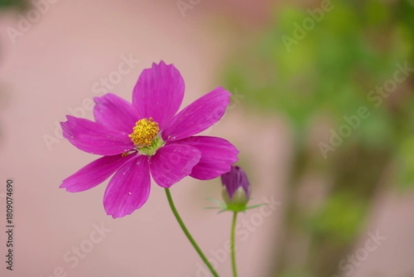 Obraz Close up of beautiful pink cosmos flower blooming in the garden with blurred background at daytime. (Cosmos Bipinnatus)