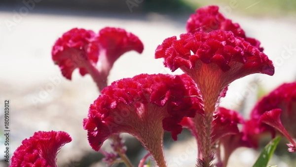 Obraz cockscomb flower red 
