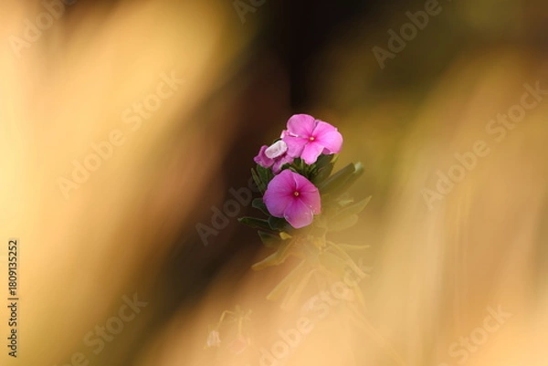 Fototapeta catharanthus roseus flower in autumn