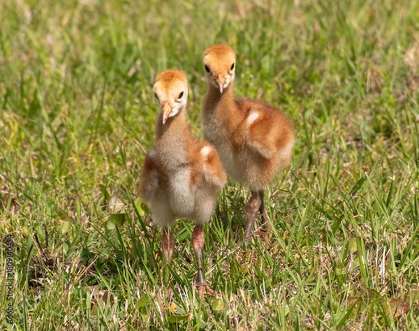 Obraz Sandhill Crane chicks