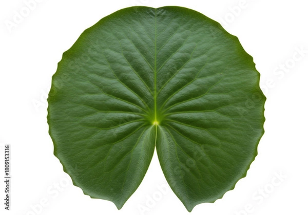 Obraz Isolated lily pad with radial venation showing prominent veins and distinct leaf margins