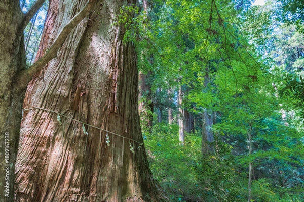Obraz 茨城　花園神社の大スギ