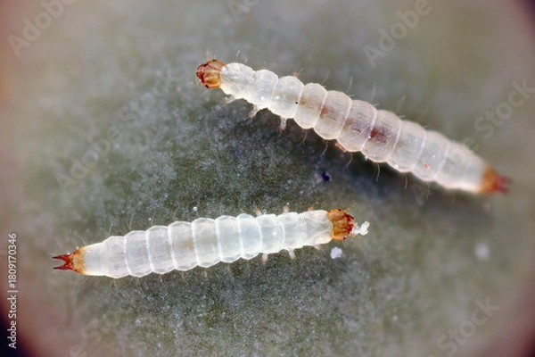 Fototapeta Flat grain beetle, Cryptolestes pusillus. It feeds on grain products. Larvae on lentil seeds.