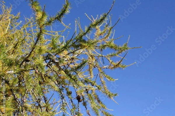 Fototapeta Lärche