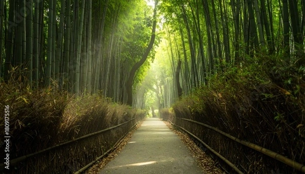 Fototapeta Pathway through a lush bamboo forest with dappled sunlight filtering down onto the walkway