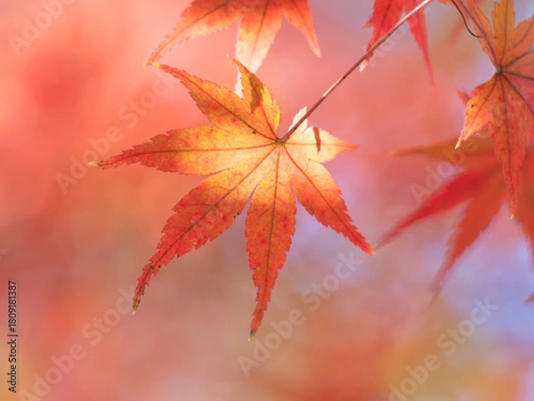 Obraz 晩秋の陽に赤いモミジ