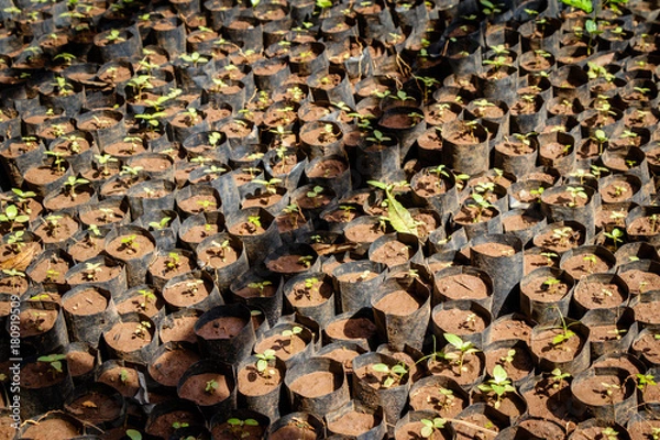 Obraz Tree planting Uganda style, many sprouts together